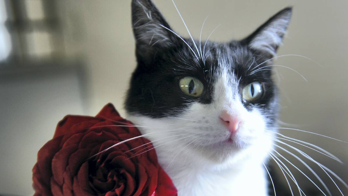 An 18-month-old cat that is available for adoption from the RSPCA shelter.   Picture: WILL SWAN