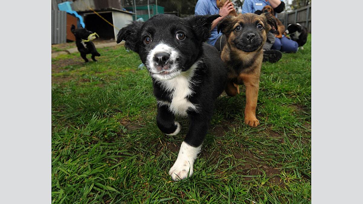 puppies at the RSPCA