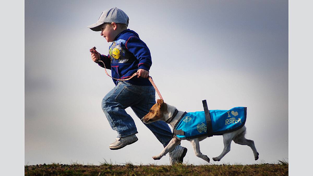 Sunday May 20 2012 photo:  Phillip Biggs Josh Curly of Beaconsfield runs with Penny during the Million Paws Walk, Launceston: