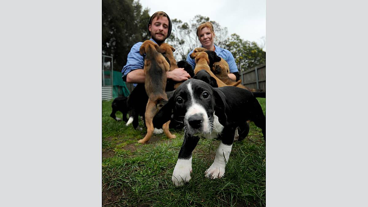 puppies at the RSPCA