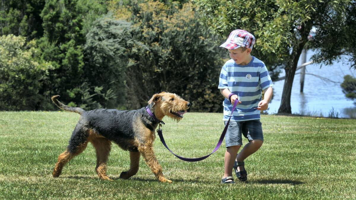 Henry Routley, 5,  of Launceston, takes Molly for a run at the RSPCA's Doggie Do in the Park fund-raiser at Riverside's Tailrace Park yesterday.   Picture:  PAUL SCAMBLER  