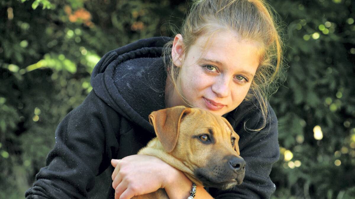 Rocherlea's Kaitlin Riley reunited with her pit bull pup Timone. Picture: SCOTT GELSTON