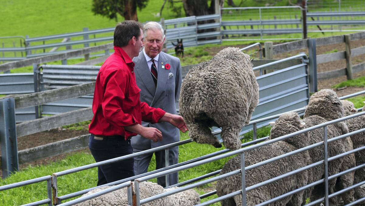 One jumpy sheep decides to take a closer look at Prince Charles as he talks to owner Brent Thornbury during his visit to Leenavale stud near Sorell yesterday. 