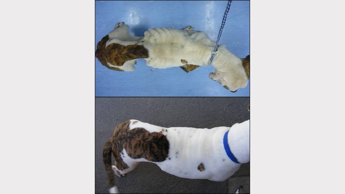 Before and after: (top) the day the dog was seized and (bottom) several weeks after vets operated.
