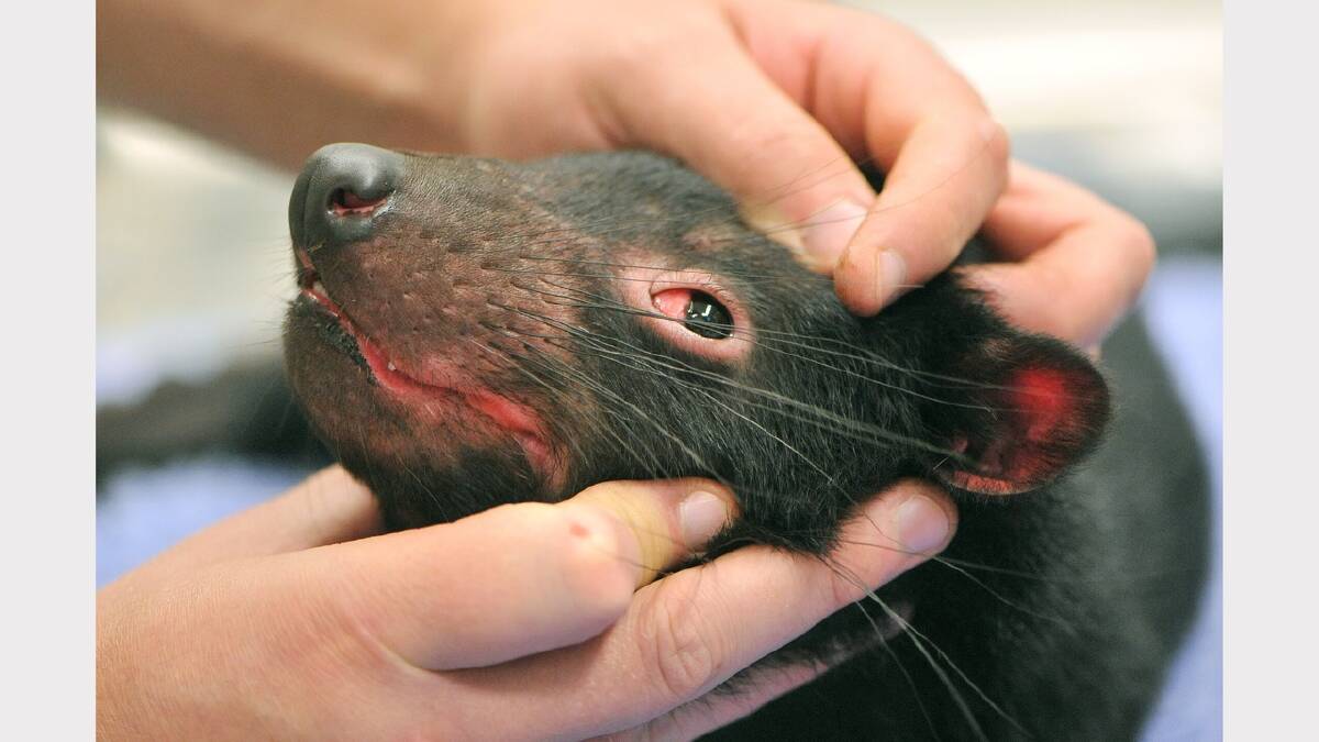 A Tasmanian devil joey's first vet check at Healesville Sanctuary in Victoria. Photo: Joe Armao 