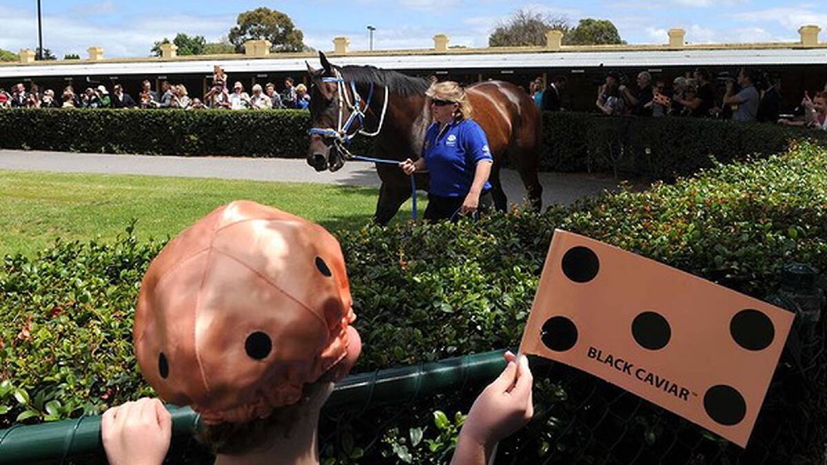 Eight-year-old Ryan King watching Black Caviar in the parade ring before her gallop. Photo: Mal Fairclough