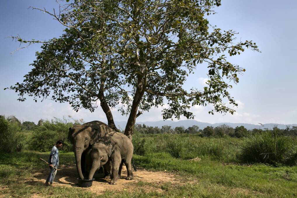 A mahout watches as elephants are fed a coffee bean mixture with fruit and rice at an elephant camp at the Anantara Golden Triangle resort on December 10, 2012 in Golden Triangle, northern Thailand. Photo by Paula Bronstein/Getty Images