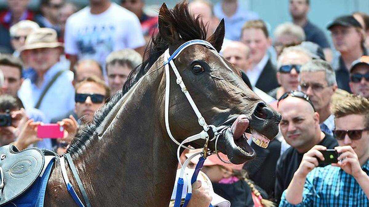 Black Caviar was not happy until she hit top pace. Photo: Getty Images