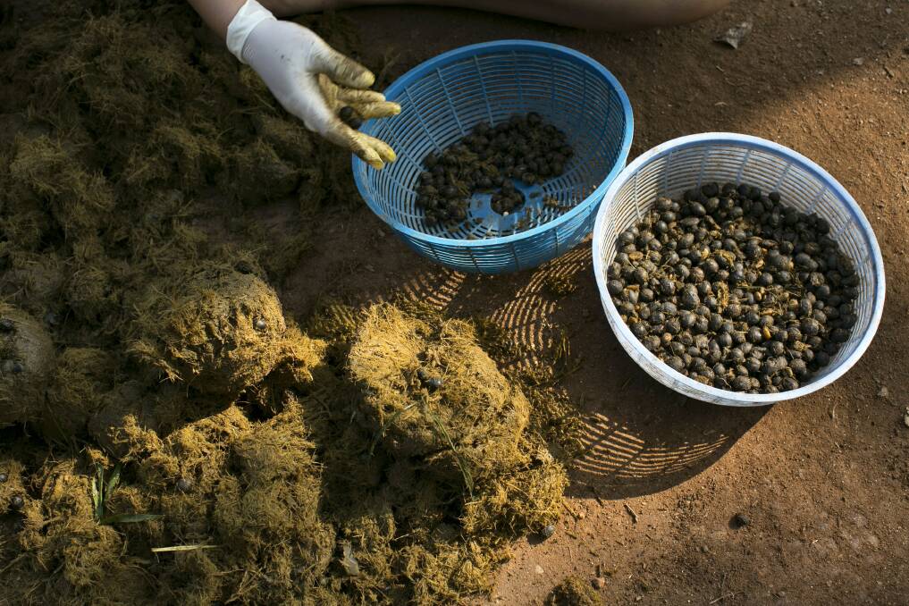 Mahout's wives pick out coffee beans from elephant dung at an elephant camp at the Anantara Golden Triangle resort in Golden Triangle, northern Thailand. Photo by Paula Bronstein/Getty Images