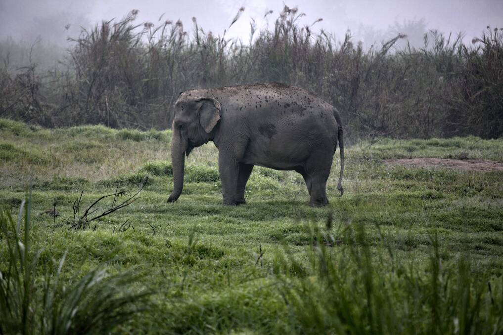 A Thai elephant walks in the jungle in the early morning fog at an elephant camp at the Anantara Golden Triangle resort in Golden Triangle, northern Thailand. Photo by Paula Bronstein/Getty Images 