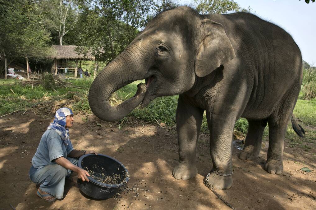 Lun, a Thai mahout, serves a coffee bean mixture to an elephant at an elephant camp at the Anantara Golden Triangle resort in Golden Triangle, northern Thailand. Photo by Paula Bronstein/Getty Images