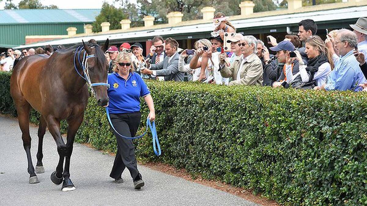 Black Caviar doesn't mind being the focus of attention. Photo: Getty Images