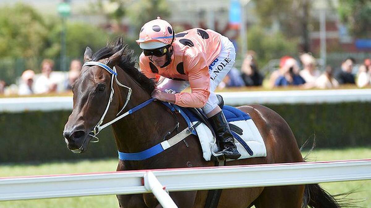 Black Caviar's trainer Peter Moody says she is in prime condition for her comeback to racing. Photo: Getty Images