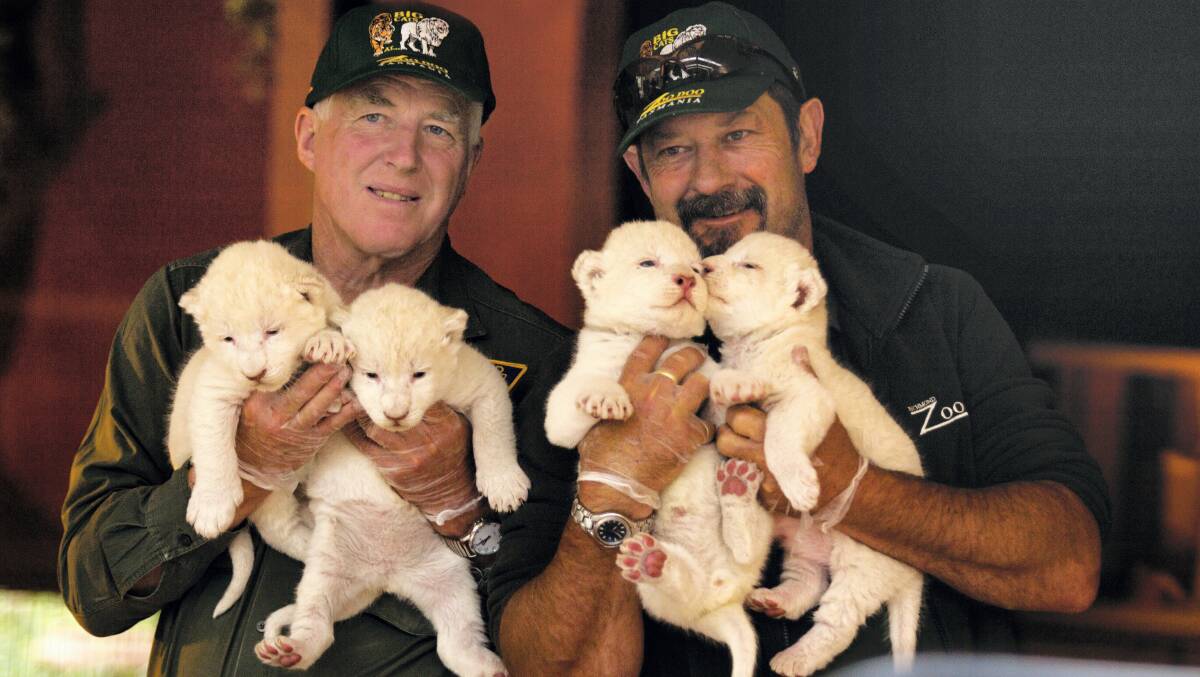 ZooDoo owner Trevor Cuttriss and head keeper Ray Stevens with the four white lion cubs which were born at the zoo, in the state's South. Picture: TRACY VOSS