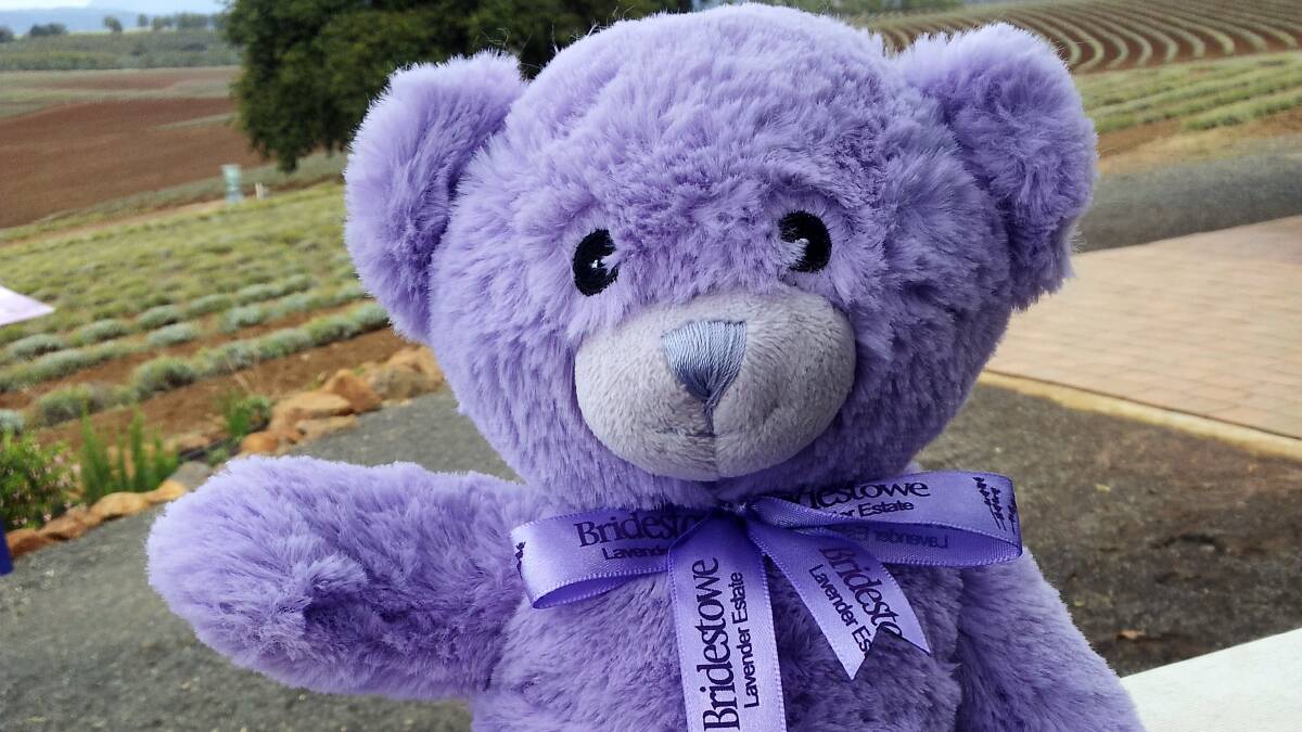 The real deal, a genuine Bridestowe lavender bear. Bobby the Bear has sparked an international counterfeit investigation.