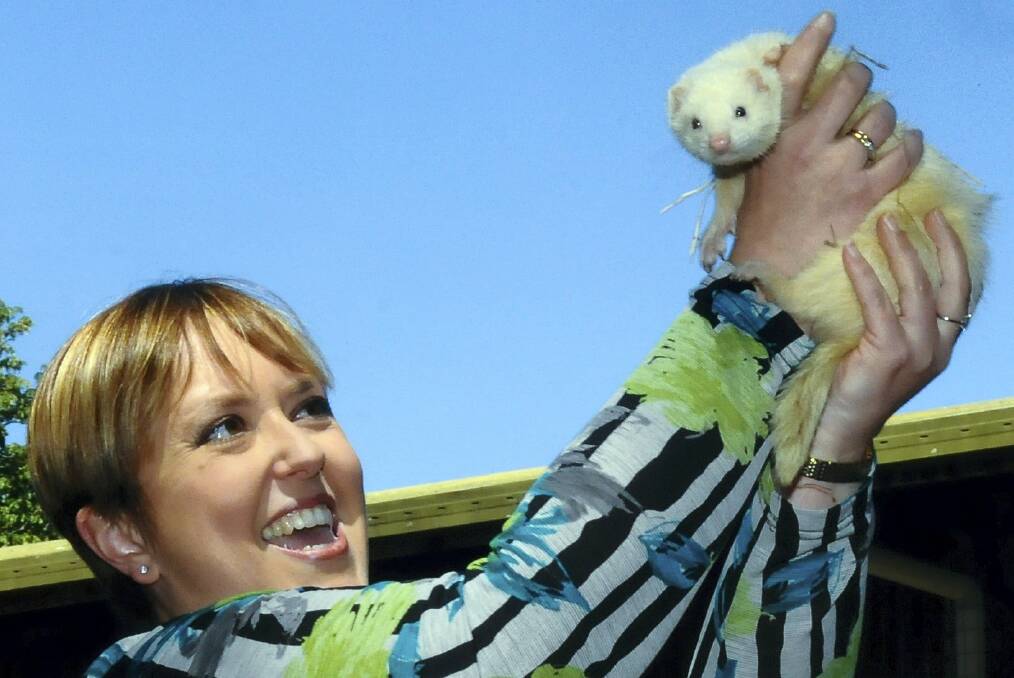 SNOWBALL went from near defeat to win the Latrobe Celebrity Ferret Challenge for Premier Lara Giddings yesterday, in what could be a hopeful election omen.