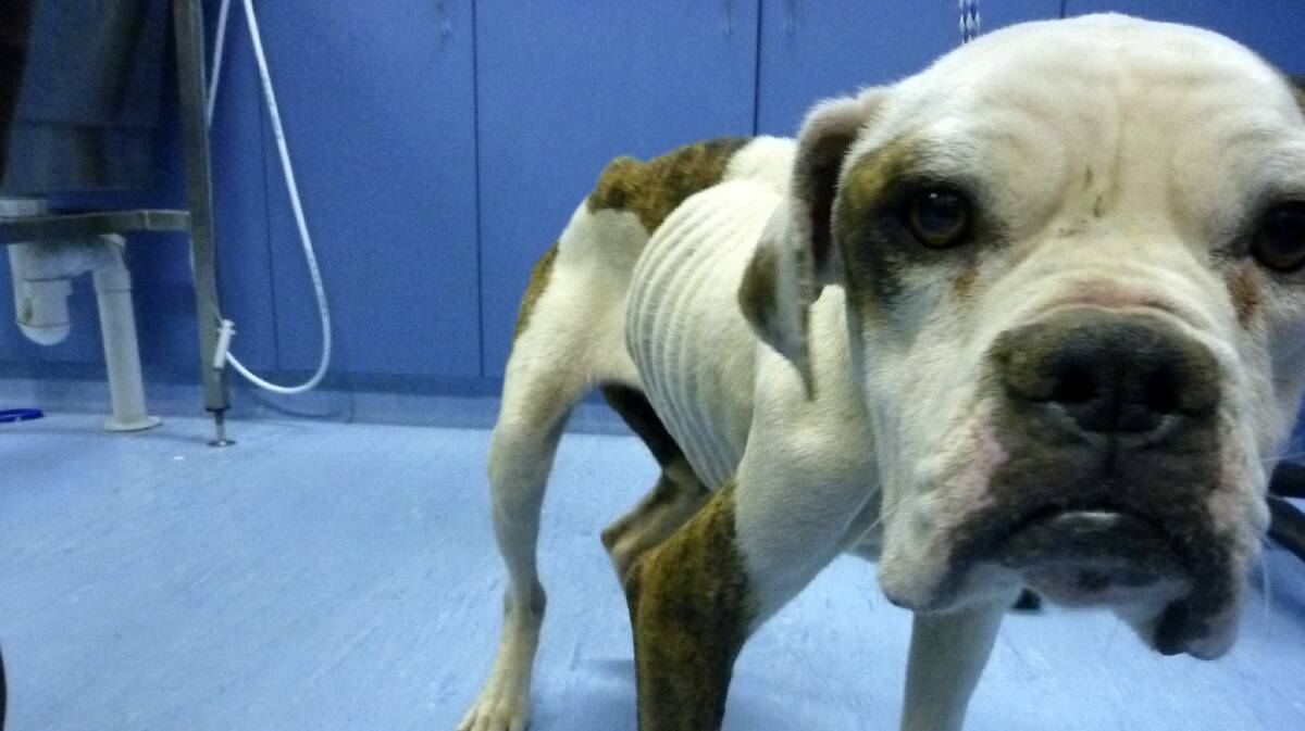 The American bulldog, Indi, during a veterinary check on the day when it was seized by the RSPCA.